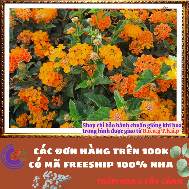 Chậu Hoa Trâm ổi VÀNG CAM giống đứng ngũ sắc rất thơm KHÔNG GIAO XA⏰TRÙM HOA VÀ CÂY CẢNH