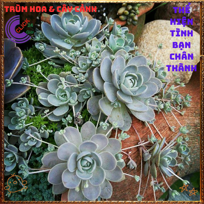 Chậu HOA HỒNG SỢI DỄ TRỒNG NHƯ CỎ TUYỆT PHẨM XINH ĐẸP ️🌭Hoa Mười Giờ Bonsai & Phụ Kiện