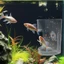 Khay đựng thức ăn bể cá Acrylic trong suốt có cốc hút - Hộp đựng thức ăn điểm cố định cho cá & tôm - Phụ kiện ăn nổi dễ lau chùi