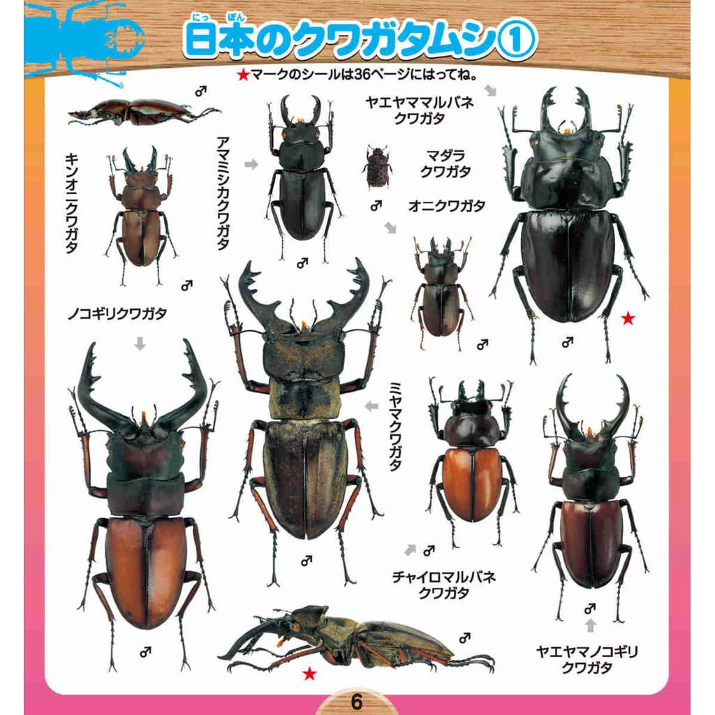 Shogakukan's Illustrated Encyclopedia NEO Beetles and Stag Beetles Seal (Complete Seal Book)ㅤDirect From Japan