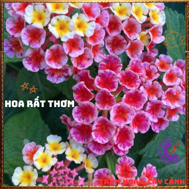 Chậu Hoa Ngũ Sắc HỒNG SỌC giống đứng trâm ổi thơm ngát KHÔNG GIAO XA💍Hoa Mười Giờ Bonsai & Phụ Kiện