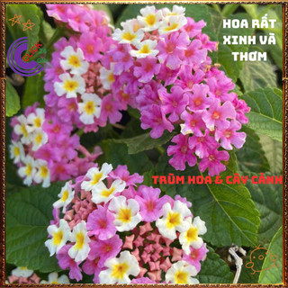 Cây Hoa Ngũ Sắc TÍM KEM giống lùn SIÊU HOA trâm ổi thơm KHÔNG GIAO XA️📬 Làng Hoa Sa Đéc