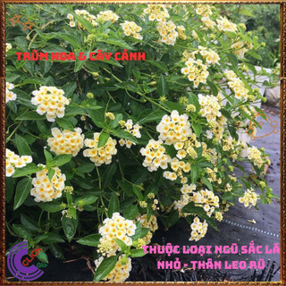 Cây Hoa Ngũ Sắc VÀNG KEM giống đứng trâm ổi thơm đậm KHÔNG GIAO XA️🕛 Hoa Đẹp Dễ Trồng