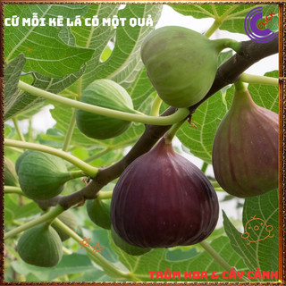 Cây Sung Mỹ Cao Hơn 50cm Trái To Quanh Năm Dễ Trồng Ngon Ngọt Thanh️📣 TRUNG TÂM CÂY GIỐNG VÀ HOA