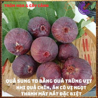 Cây Sung Mỹ Tím Cao Hơn 50cm Nhiều Nhánh Trái Ngọt Mát Rất Ngon⌛Siêu Thị Hoa Và Cây Giống