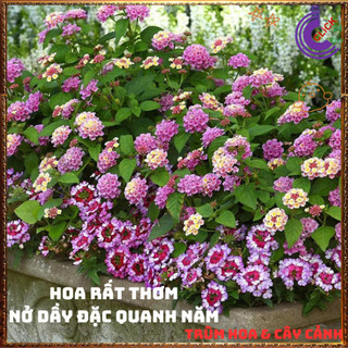 Chậu Hoa Trâm ổi HỒNG KEM giống đứng ngũ sắc rất thơm KHÔNG GIAO XA️️🥁MiMa market
