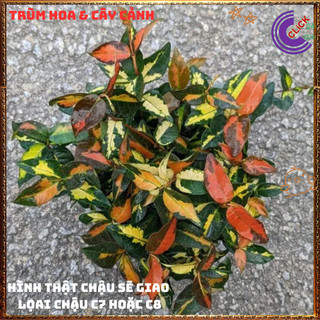 Combo 2 CHẬU CÂY THẰN LẰN NGŨ SẮC ĐỔI MÀU GIỐNG MỚI TUYỆT ĐẸP ️📬 Làng Hoa Sa Đéc