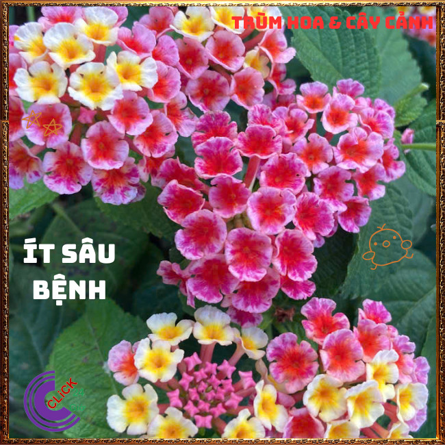 Chậu Hoa Ngũ Sắc HỒNG SỌC giống đứng trâm ổi thơm ngát KHÔNG GIAO XA💍Hoa Mười Giờ Bonsai & Phụ Kiện
