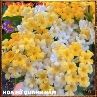 Cây Hoa Ngũ Sắc VÀNG MẬT TRẮNG giống RŨ trâm ổi thơm KHÔNG GIAO XA️📜 Hoa Đẹp Dễ Trồng