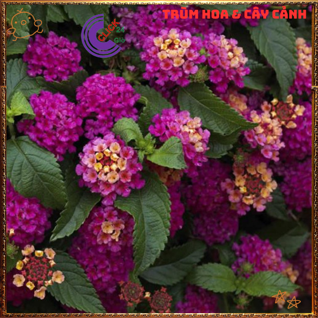 Chậu Hoa Trâm ổi TÍM KEM giống đứng ngũ sắc rất thơm KHÔNG GIAO XA⏰TRÙM HOA VÀ CÂY CẢNH