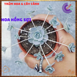 Chậu CÂY HOA HỒNG SỢI DỄ TRỒNG NHƯ CỎ SIÊU XINH TRỒNG ĐÂU CŨNG ĐẸP️📬 Làng Hoa Sa Đéc