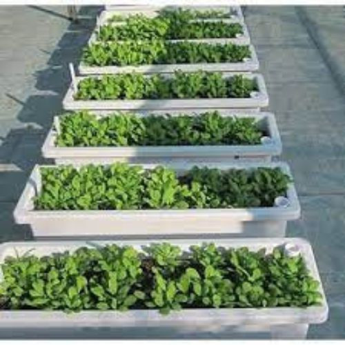 nắng Combo 10 Chậu trồng rau, chậu nhựa trồng hoa ,trồng cây cảnh thông minh dày đẹp remoingay.90 AMIZIN