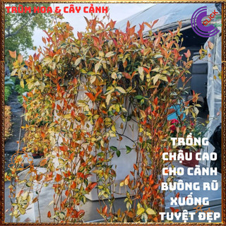 2 Chậu Cây Thằn Lằn Ngũ Sắc Leo Tường Đổi Màu Mới Lạ Tuyệt Đẹp️🌯VƯỜN HOA CỔ TÍCH