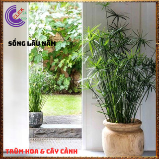 Chậu Cây Thủy Trúc- Lác Dù Cây Phong Thủy Siêu Lọc Nước Bẩn⌛Siêu Thị Hoa Và Cây Giống