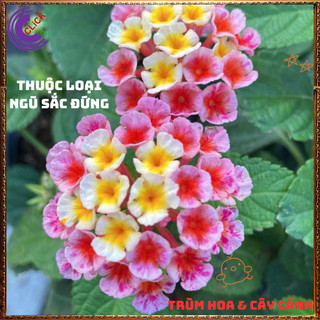 Chậu Hoa Trâm ổi HỒNG SỌC giống đứng ngũ sắc rất thơm KHÔNG GIAO XA️️🥁MiMa market