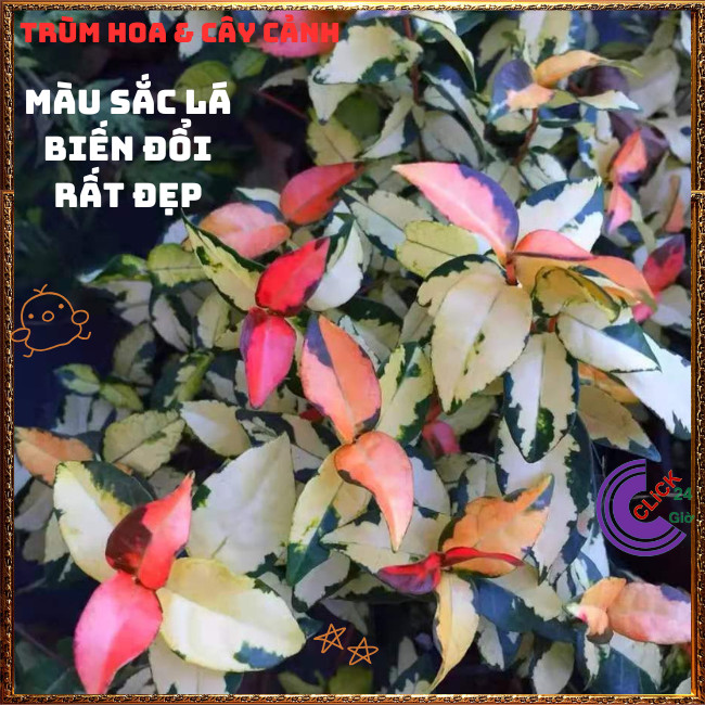 2 Chậu Cây Thằn Lằn Ngũ Sắc Leo Tường Đổi Màu Mới Lạ Tuyệt Đẹp️🌭Hoa Mười Giờ Bonsai & Phụ Kiện