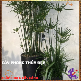 Chậu Cây Thủy Trúc Việt- Trồng Bán Cạn Thủy Sinh Siêu Lọc Nước Bẩn ️🌭Hoa Mười Giờ Bonsai & Phụ Kiện