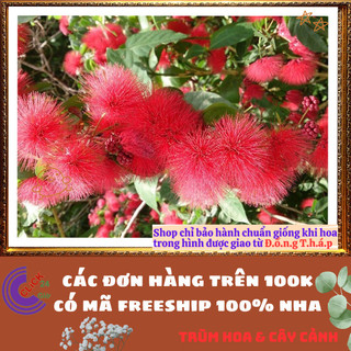 CHẬU HOA ĐIỆP LÀO ĐỎ PHÁO HOA ĐỎ TƯNG BỪNG MỚI LẠ ĐEM ĐẾN MAY MẮN NỞ QUANH NĂM💍🎁