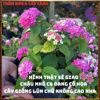 Chậu Hoa Ngũ Sắc TÍM KEM giống LÙN SIÊU HOA trâm ổi thơmKHÔNG GIAO XA️🌯VƯỜN HOA CỔ TÍCH