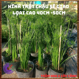Chậu Cây Thủy Trúc THÁI- Cói Dù Cây Phong Thủy Siêu Lọc Nước Bẩn️📬 Làng Hoa Sa Đéc
