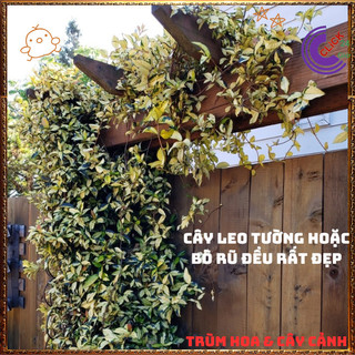 Combo 2 Chậu Dây Thằn Lằn Ngũ Sắc Leo Tường Mới Lạ Tuyệt Đẹp️️🥁MiMa market