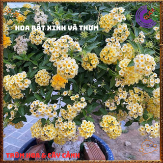 Cây Hoa Ngũ Sắc VÀNG KEM giống đứng trâm ổi thơm đậm KHÔNG GIAO XA️🕛 Hoa Đẹp Dễ Trồng