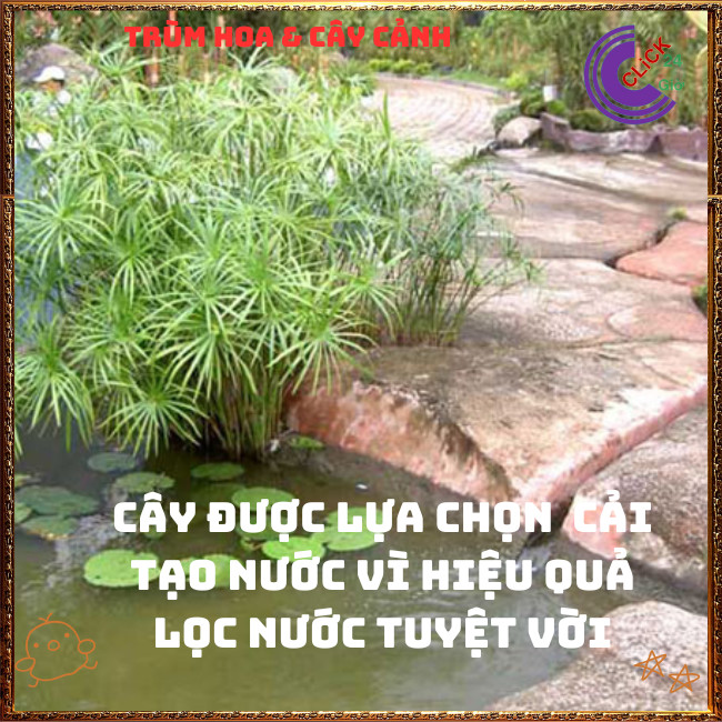 Chậu Cây Thủy Trúc- Lác Dù Cây Phong Thủy Siêu Lọc Nước Bẩn⏰TRÙM HOA VÀ CÂY CẢNH