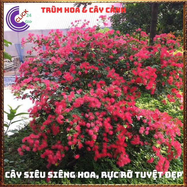 CHẬU CÂY PHÁO HOA ĐỎ ĐIỆP LÀO NỞ RỰC RỠ MAY MẮN NGUYÊN NĂM💍