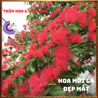 CHẬU HOA ĐIỆP LÀO ĐỎ PHÁO HOA ĐỎ TƯNG BỪNG MỚI LẠ ĐEM ĐẾN MAY MẮN NỞ QUANH NĂM💍🎁