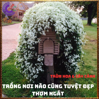 Chậu hoa nguyệt quế leo thơm ngát nhài leo tuyệt đẹp nở quanh năm️️ dễ chăm sóc lại siêu đẹp🥁🌈