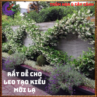 Chậu hoa nguyệt quế leo thơm ngát nhài leo tuyệt đẹp nở quanh năm️️ dễ chăm sóc lại siêu đẹp🥁🌈