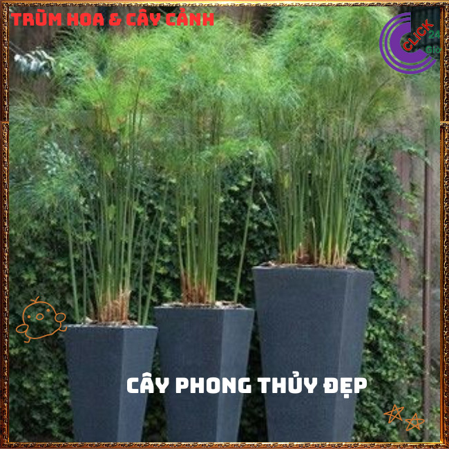 Chậu Cây Thủy Trúc Thái - Lác Dù Cây Phong Thủy Siêu Lọc Nước Bẩn⏰TRÙM HOA VÀ CÂY CẢNH