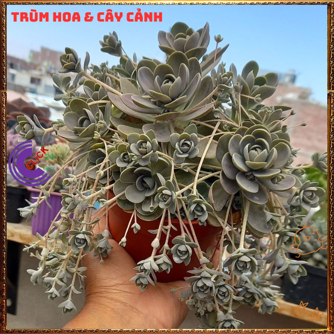 Chậu HOA HỒNG DÂY SIÊU ĐẸP DỄ TRỒNG NHƯ CỎ RẤT DỄ NHÂN GIỐNG ⏰TRÙM HOA VÀ CÂY CẢNH