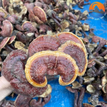 Nấm Lim xanh rừng tự nhiên Tây Bắc mọc trên thân gốc lim xanh đã mục. Dược liệu quý nấm lim xanh, linh chi đỏ, sừng hươu