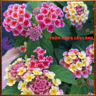 Cây Hoa Ngũ Sắc HỒNG SỌC giống đứng trâm ổi thơm đậm KHÔNG GIAO XA💍Làng Hoa Sa Đéc