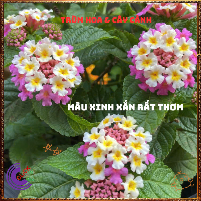 Chậu Hoa Trâm ổi TÍM KEM giống đứng ngũ sắc rất thơm KHÔNG GIAO XA⏰TRÙM HOA VÀ CÂY CẢNH