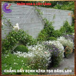 CÂY NGUYỆT QUẾ LEO CHẬU TO SUM ĐẸP ĐANG HOA DỄ TRỒNG THƠM NGÁT QUANH NĂM 💍