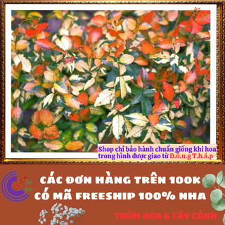 Combo 2 CHẬU CÂY THẰN LẰN NGŨ SẮC ĐỔI MÀU GIỐNG MỚI TUYỆT ĐẸP ️📬 Làng Hoa Sa Đéc