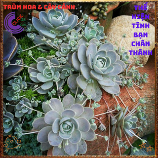 Chậu HOA HỒNG SỢI DỄ TRỒNG NHƯ CỎ TUYỆT PHẨM XINH ĐẸP ️🌯VƯỜN HOA CỔ TÍCH