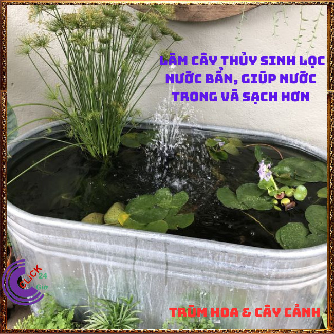 Chậu Cây Thủy Trúc Thái - Lác Dù Cây Phong Thủy Siêu Lọc Nước Bẩn⏰TRÙM HOA VÀ CÂY CẢNH