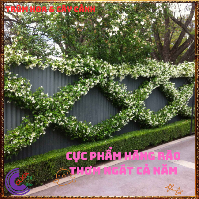 CHẬU HOA LÀI LEO TẠO CẢNH QUANG TUYỆT ĐẸP THƠM NGÁT NGUYỆT QUẾ LEO 💍