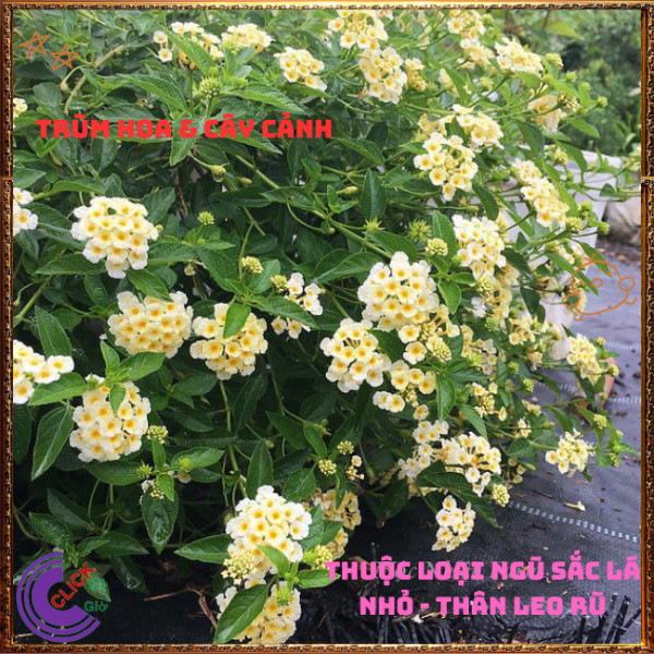 Chậu Hoa Ngũ Sắc VÀNG KEM giống đứng trâm ổi thơm ngát KHÔNG GIAO XA💍Hoa Mười Giờ Bonsai & Phụ Kiện