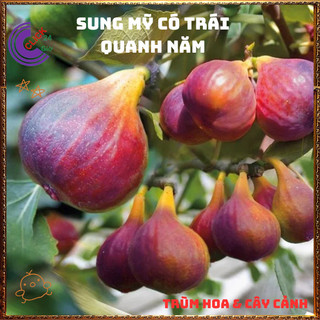 Chậu Cây Sung Mỹ Cao Hơn 50cm Trái To Ngọt Mát Nhiều Chồi Dễ Trồng🍕Yêu Nhà Yêu Hoa