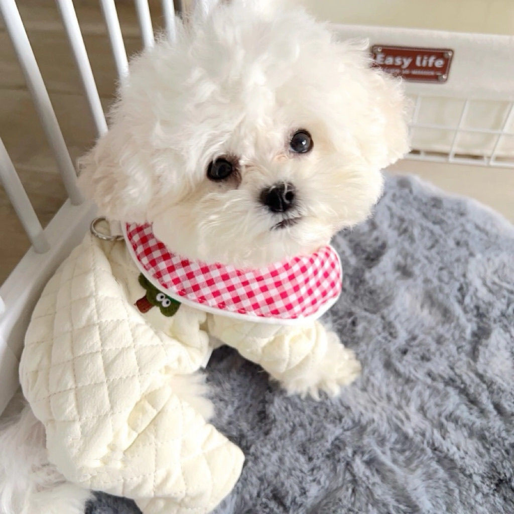 Pet Bichon Dog Quần áo mùa đông Quần áo đệm bông bốn chân màu đỏ Quần áo mèo