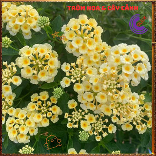Chậu Hoa Ngũ Sắc VÀNG KEM giống đứng trâm ổi thơm ngát KHÔNG GIAO XA️️🥁Yêu Nhà Yêu Hoa