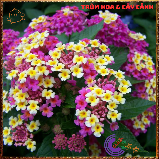 Chậu Hoa Trâm ổi TÍM KEM giống đứng ngũ sắc rất thơm KHÔNG GIAO XA⏰TRÙM HOA VÀ CÂY CẢNH