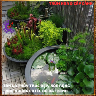 Chậu Cây Thủy Trúc THÁI- Trồng Bán Cạn Thủy Sinh Siêu Lọc Nước Bẩn ️🌭Hoa Mười Giờ Bonsai & Phụ Kiện