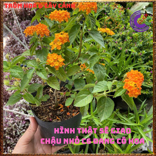 Cây Hoa Ngũ Sắc CAM VÀNG giống đứng trâm ổi thơm đậm KHÔNG GIAO XA💍Làng Hoa Sa Đéc