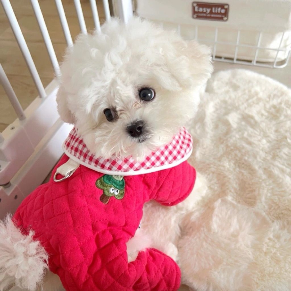 Pet Bichon Dog Quần áo mùa đông Quần áo đệm bông bốn chân màu đỏ Quần áo mèo