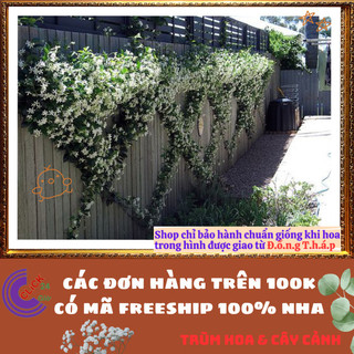 Chậu hoa nguyệt quế leo thơm ngát nhài leo tuyệt đẹp nở quanh năm️️ dễ chăm sóc lại siêu đẹp🥁🌈